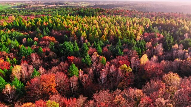 Beech forest in autumn. Aerial view of wildlife. Polish rainforest.
