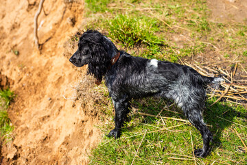 black dog of the Russian spaniel breed on the river bank