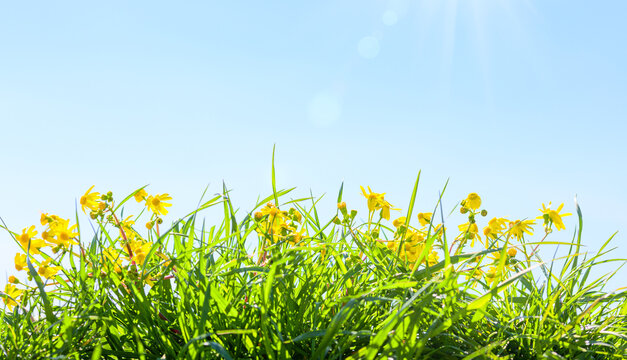 yellow daisy flowers and spring grass on blue sky background