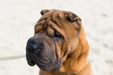 Shar Pei dog on the sand on a city river beach in warm sunny weather