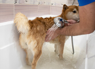 a man washes his dog with water, shiba inu, in the bathroom, at home. Dog grooming procedures, bath day, saving on pet salon.grooming shiba inu, dog in the bathroom