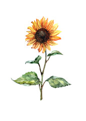 Fototapeta premium Sunflower on a stem with green leaves isolated element on white background. Handmade watercolor for design of cards, invitations, prints, textiles, background, packaging, wallpaper.