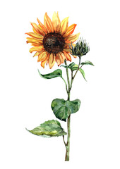 Fototapeta premium Sunflower blossoming on a stem with green leaves isolated on white background. Handmade watercolor for design of cards, invitations, prints, textiles, background, packaging, wallpaper.
