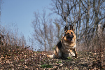 Obraz na płótnie Canvas Shepherd starts forward and actively runs through autumn forest in clear weather. Walk with dog in fresh air. German Shepherd black and red color is preparing to run forward.