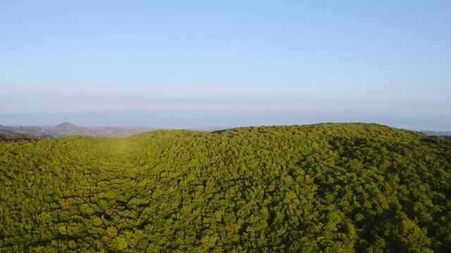 Alberi parco naturale in Calabria