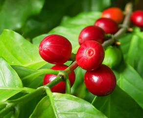 Branch of a coffee tree with ripe fruits. Arabica coffee berries growing.