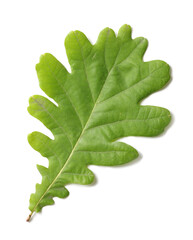 Greene oak leaf isolated on white background (macro)