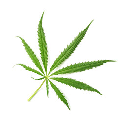 marijuana (hemp, cannabis) leaf isolated on white.  top view