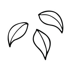 Leaves of a plant or tree. Hand-drawn. Single element. Doodle, sketch, icon. Vector illustration for seasonal designs, prints. On white background.