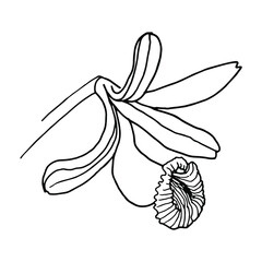 Vanilla flower. Plant, spice. Single element. Hand-drawn. Doodle, sketch, icon. Vector illustration for seasonal designs, menus, prints. On white background.