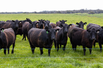 A herd of beef cattle on a free range cow ranch farm - obrazy, fototapety, plakaty