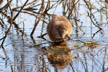 Ondatra zibethicus. Muskrat food on a spring day