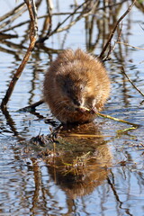 Ondatra zibethicus. A muskrat holds a branch in its paws