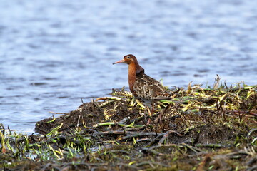 Philomachus pugnax. Male Ruff on the shore of a lake in northern Russia