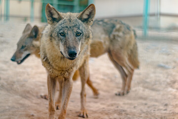 wolf in the zoo