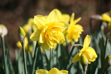 narzissen