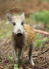 Little pig wild in nature. Wild boar. Animal in the forest (Sus Scrofa)