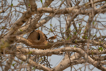 Fototapeta premium The rufous hornero (Furnarius rufus)