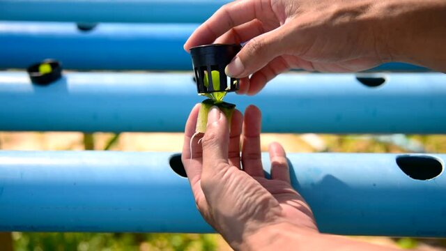 Seedlings the salad plant in the sponge with water pipe for plant in to hydroponics system