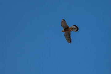 Falke