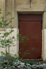 Fototapeta na wymiar old door with ivy