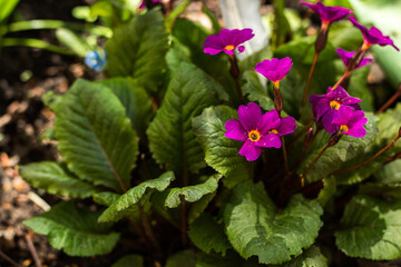 flowers in the garden