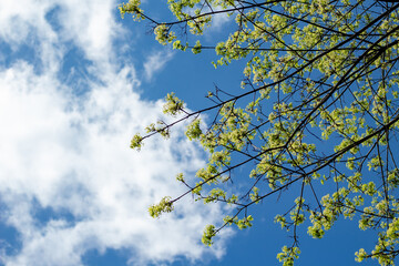 spring tree branch