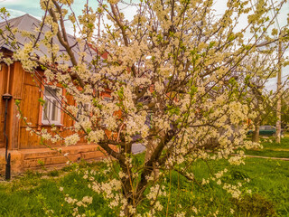 old house in spring