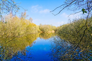 A curtain of trees partially hides the still water of a small lake