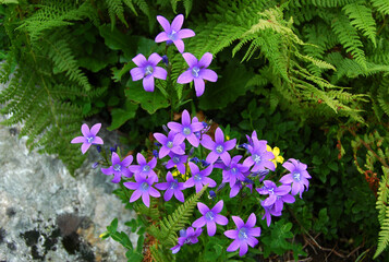 Obraz premium Bellflowers with natural blackground