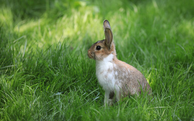 white rabbit on a green lawn