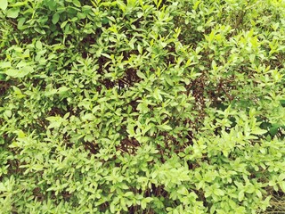 A dense tree fence for background. Green pattern in park.Environmental freshness wallpaper concept. Nature view of evergreen shrubs. 