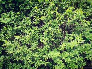 A dense tree fence for background. Green pattern in park.Environmental freshness wallpaper concept. Nature view of evergreen shrubs. 