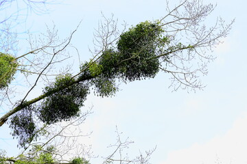 Mistletoe parasitizes trees in early spring