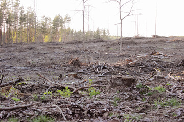 Forest fire. Forest fire in the autumn season. Alive and dead. Ecology