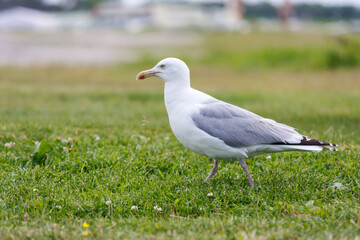 Spaziergang einer Möwe am Badestrand, Nordsee