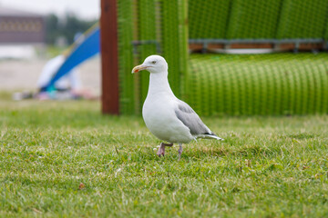 Spaziergang einer Möwe am Badestrand, Nordsee