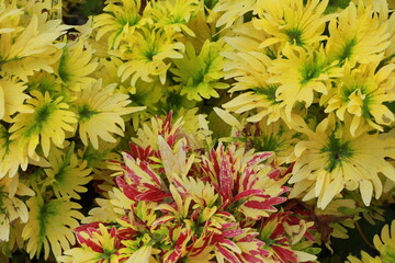 yellow and light green leaves in the garden