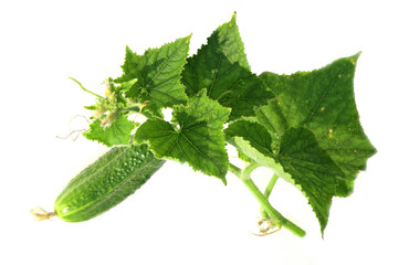 A growing cucumber with leaves. Isolated on a white background.
