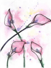 Calla lilies. Hand drawn watercolor  callas.
