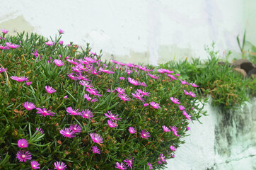 Wild flowers on the wall