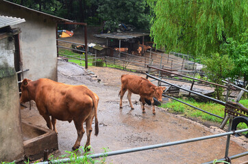 Two cows on the farm