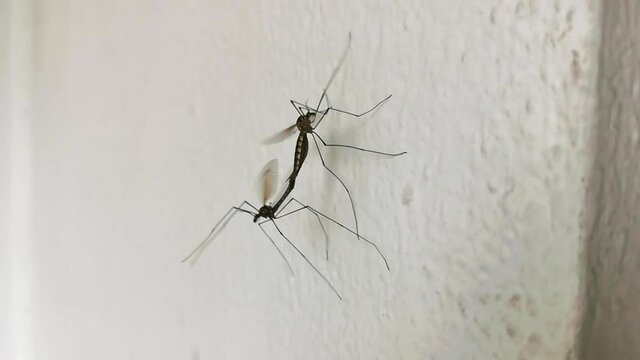 Crane fly mating on white painted wall. Tipuloidea (aka mosquito hawks aka daddy longlegs aka Tipulidae) instects having sex during springtime in Europe. Closeup of fluttering female carrying male.