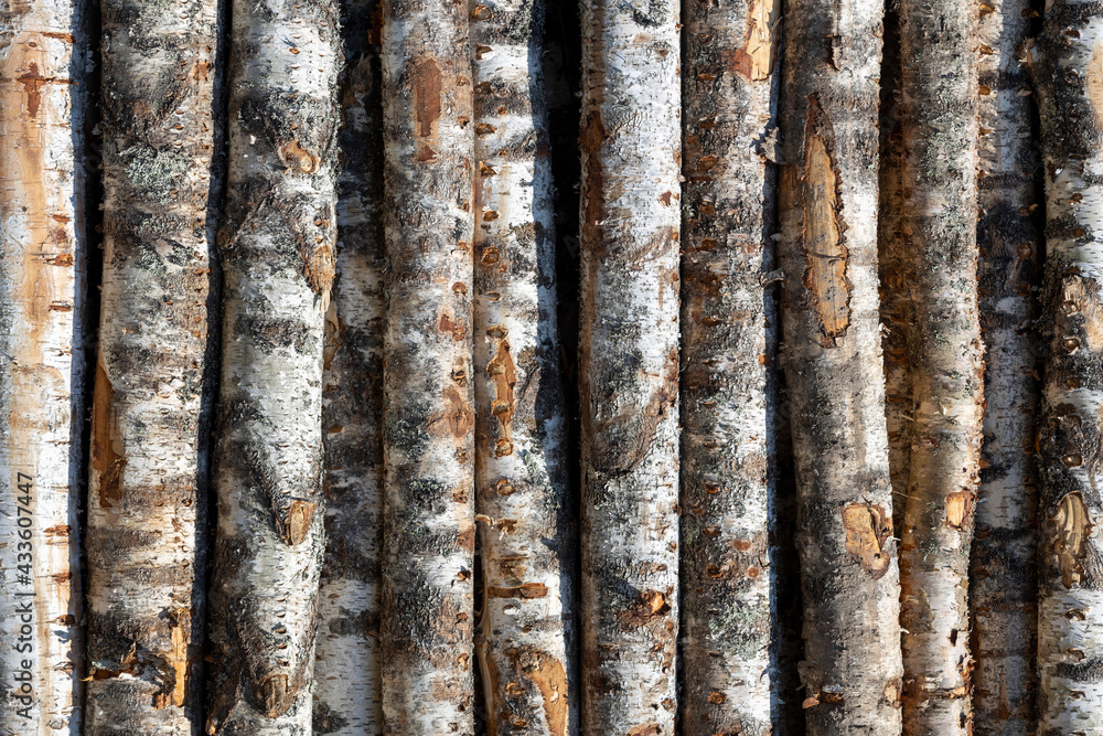 Poster birch logs in rows. the trees are stacked with stacks. timber
