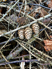 Close up of pinecones