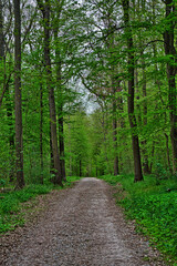 Obraz premium Baum Frühling