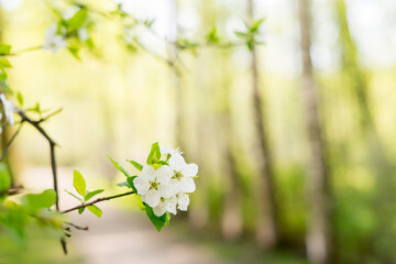 Obraz na płótnie Canvas Environment Concept. Spring blossom With Sunlight. Background with copyspace