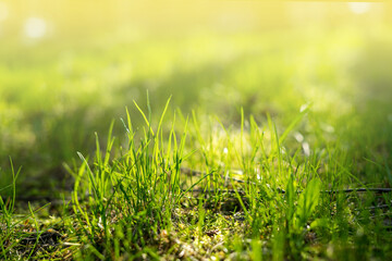 Environment Concept. Green Grass With Sunlight. Background with copyspace