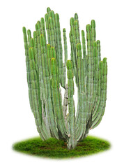 Cactus isolated on white background