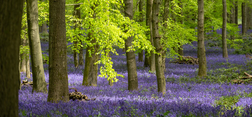 Carpet of bluebells growing in the wild on the forest floor in springtime in Dockey Woods, Buckinghamshire UK. 